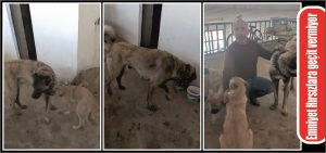 Köpek hırsızları, Yerköy ilçe emniyetinden kaçamadı