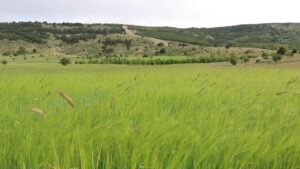 Buğday Çeşit Demonstrasyonu Yapıldı: 8 Farklı Çeşit Denendi