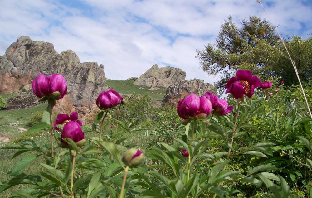 Yozgat’ın Cehrilik bölgesinde Mayıs-Haziran