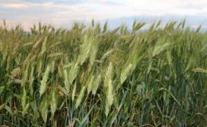 Ata Tohumundan Rekor Verim Bekleniyor, 15 Dekardan 18 Ton Buğday