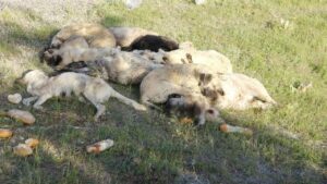 Yozgat’ta Vahşet! 20’den Fazla Sokak Köpeği Kimyasal Maddeyle Zehirlenerek Öldürüldü!