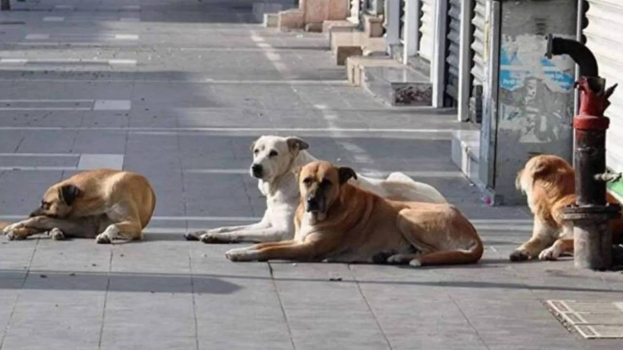 Sokak köpeklerine yönelik düzenlemede “Ötanazi” tartışması, işte detaylar