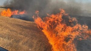 Buğday tarlasında yangın, 1000 dekar alan zarar gördü