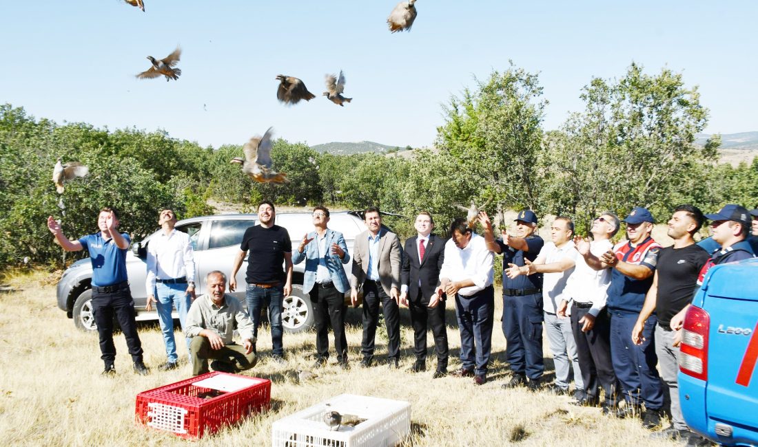 Saraykent'te, 200 adet kınalı keklik doğal yaşam alanlarına salındı.