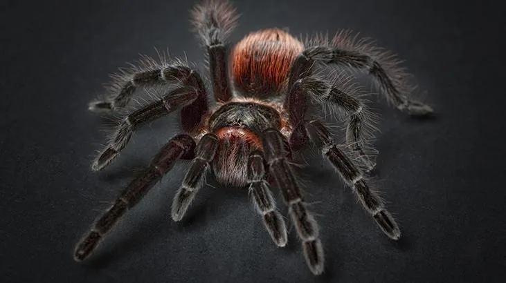 Tarantula en çok korkulan ve sevilmeyen hayvanlar içerisinde yer almaktadır.