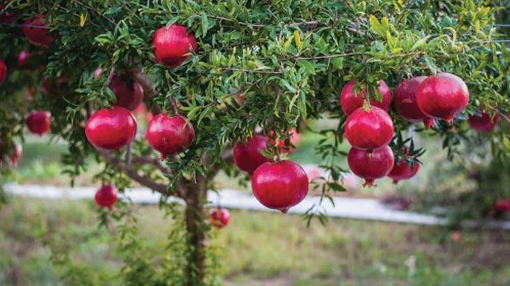   Rüya içerisinde meyve görmek her zaman olumluya yorulur. Rüyada