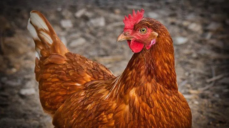 Rüyada canlı tavuk görmek, geçici olacak can sıkıntısı manasına gelir.