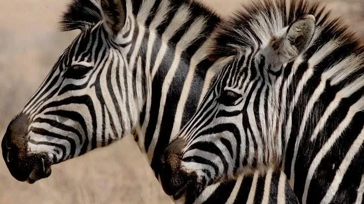 Rüyada zebra görmek, yetkide liyakat demektir. Rüyada zebra gören kişi,