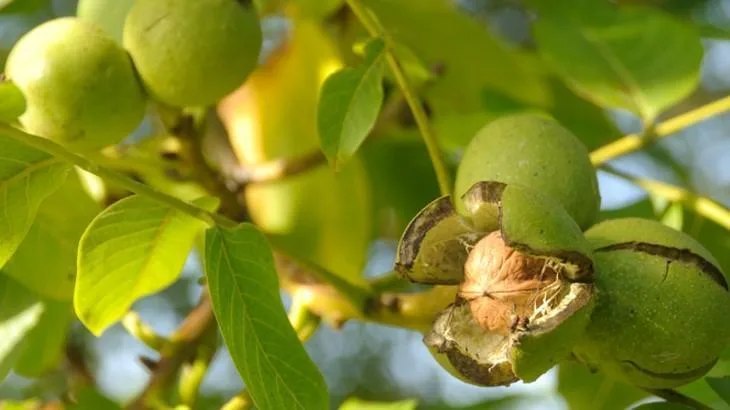 Rüyada ceviz ağacı görmek, yabancı ve kör bir kimseye veya