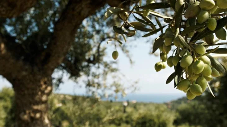 Rüyada görülen zeytin ağacı hayra ve iyiye yorumlanır. Rüya yorumcularına