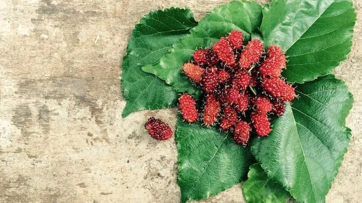 Rüyada Dut Toplamak Ne Anlama Gelir? Ne Demek, Neye Yorumlanır?