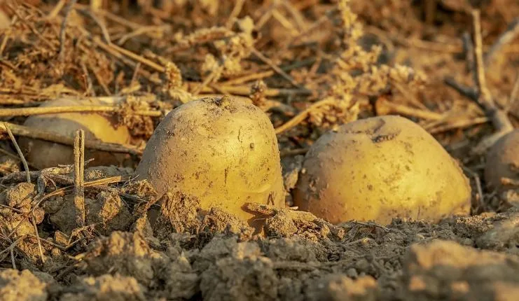 Mısır’da, rüyaları yorumlamak için mesleki yeterliliğe sahip eğitimli rahipler vardı.