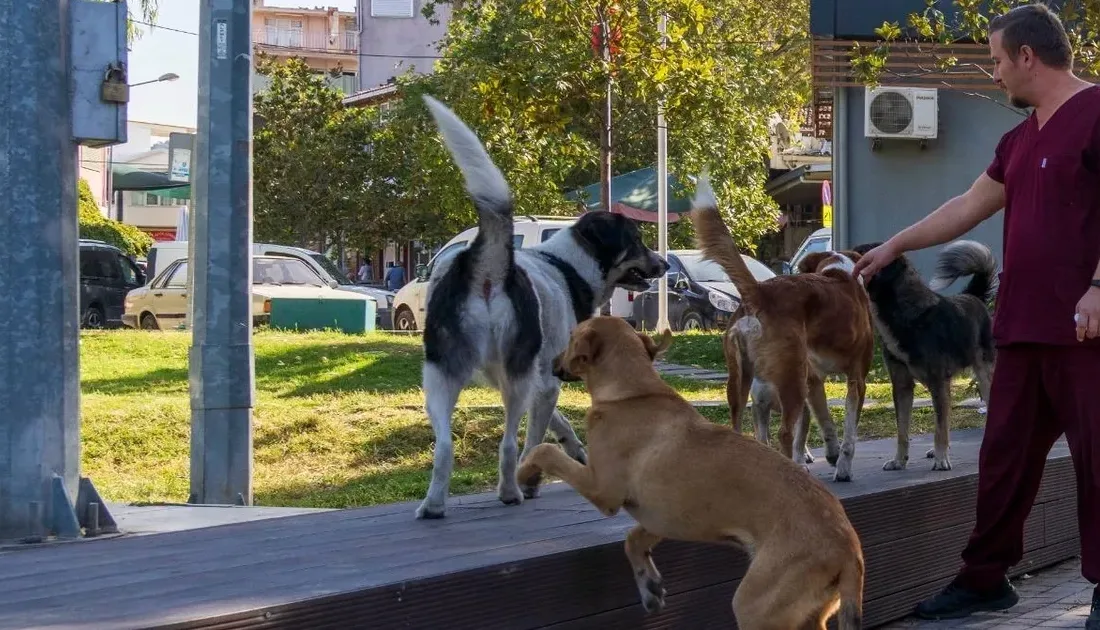 İzmir Büyükşehir Belediyesi, Sahipsiz Köpek Popülasyonu Yönetimi İzmir Eylem Planı’nın