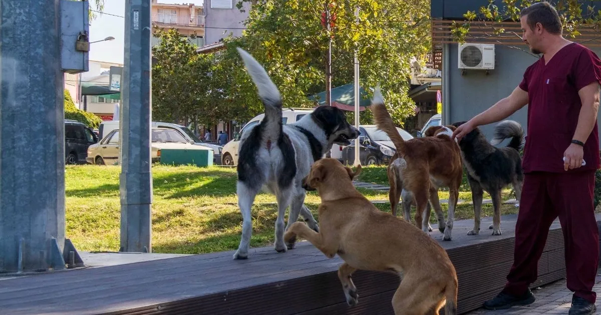 İzmir Büyükşehir Belediyesi, Sahipsiz Köpek Popülasyonu Yönetimi İzmir Eylem Planı’nın